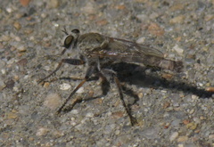 Proctacanthella