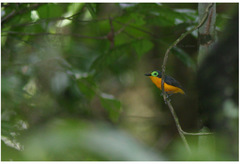 Platysteira concreta