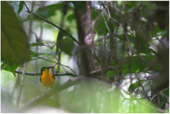 Platysteira concreta