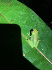 Boana cinerascens
