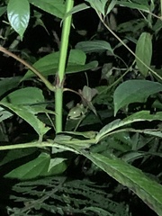 Boana cinerascens