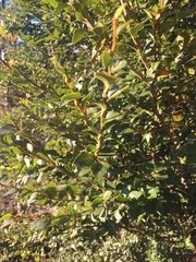 Nothofagus betuloides