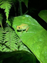 Boana cinerascens