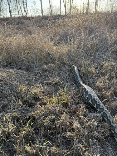 Coastal Carpet Python sighting