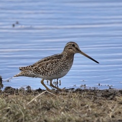 Gallinago magellanica
