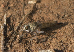Proctacanthella