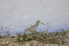 Gallinago magellanica
