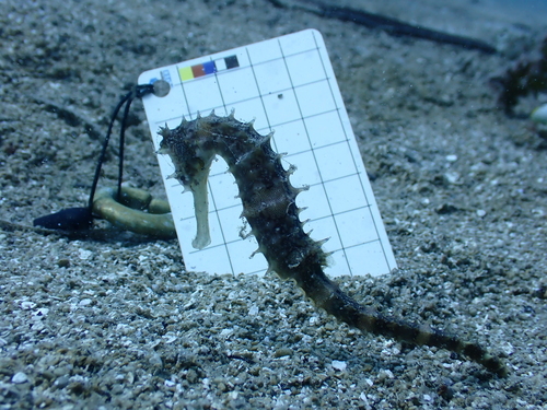 Hippocampus histrix