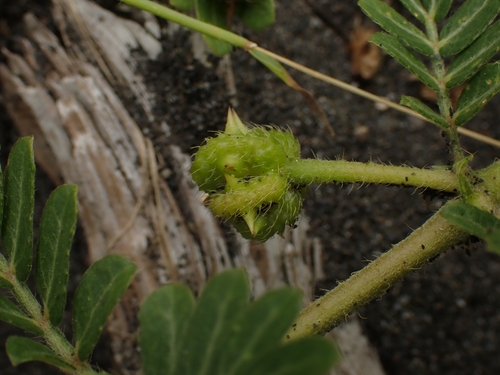 Jamaican feverplant