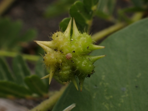 Jamaican feverplant