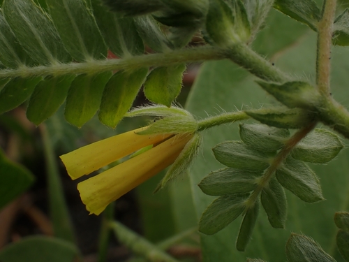 Jamaican feverplant
