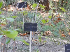 Hamamelis × intermedia