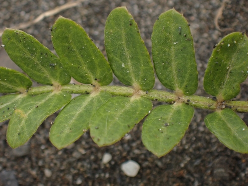 Jamaican feverplant