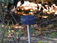 Hamamelis × intermedia