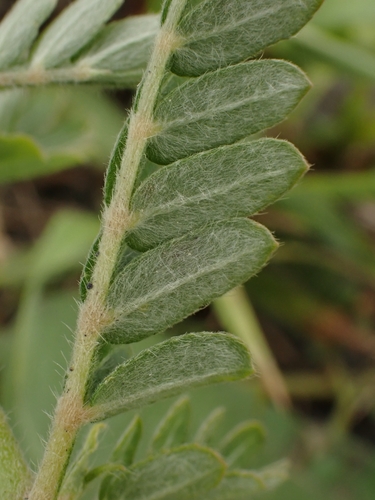 Jamaican feverplant