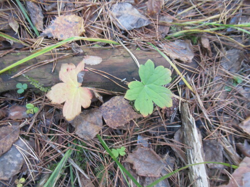 Asiatic crane's-bill (Geranium platyanthum)