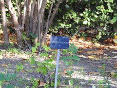 Corylopsis pauciflora