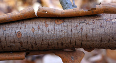 Diatrype decorticata