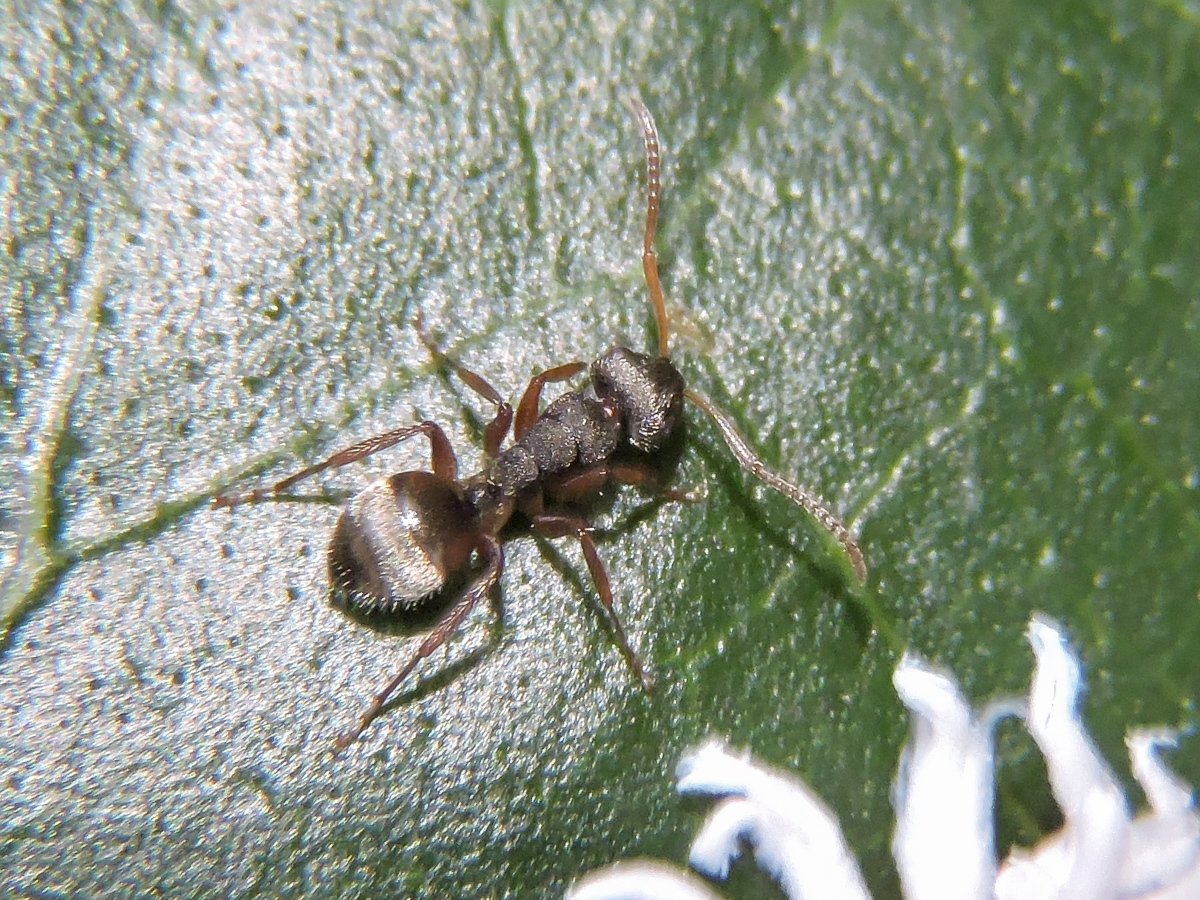 Camponotus frontalis