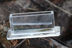 Pungitius pungitius