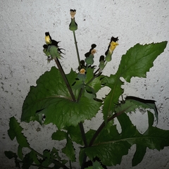 Sonchus oleraceus