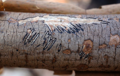 Diatrype decorticata