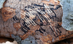 Diatrype decorticata