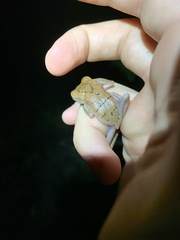 Osteocephalus fuscifacies