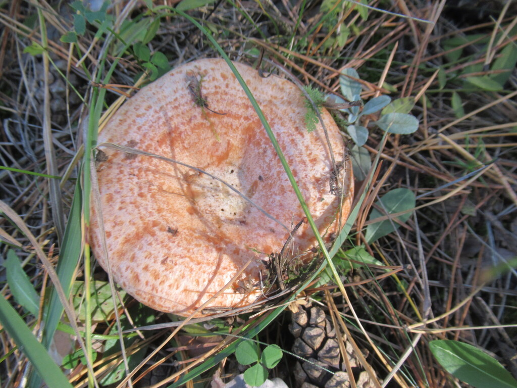 Lactarius deliciosus