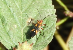 Oncopeltus guttaloides