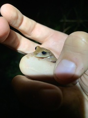 Osteocephalus fuscifacies