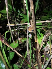 Osteocephalus fuscifacies