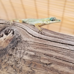 Anolis aeneus