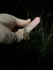 Osteocephalus fuscifacies