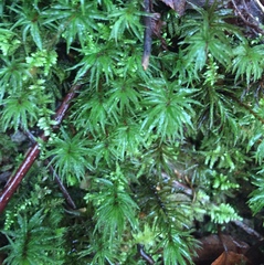 Leucolepis
