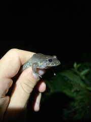 Leptodactylus wagneri