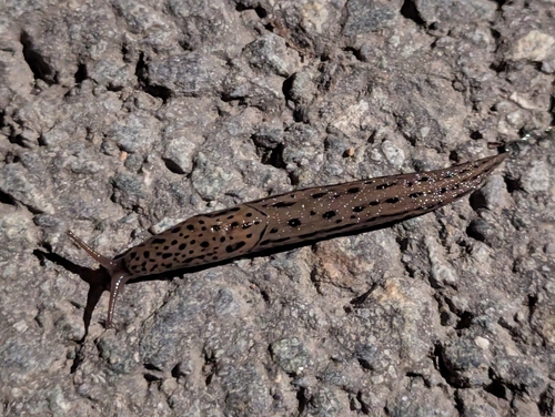 Limax maximus