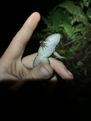 Leptodactylus wagneri