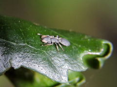 Cephalotes maculatus