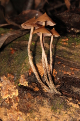 Psilocybe yungensis