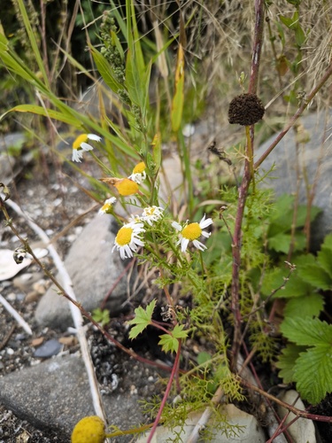 Tripleurospermum tetragonospermum iNat (2)