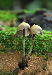 Psilocybe yungensis