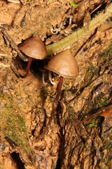 Psilocybe yungensis