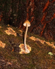 Psilocybe yungensis