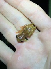 Dendropsophus sarayacuensis