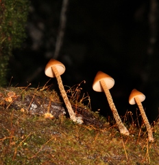 Psilocybe yungensis