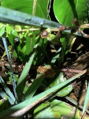 Dendropsophus sarayacuensis