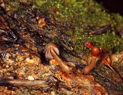 Psilocybe yungensis