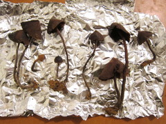 Psilocybe yungensis
