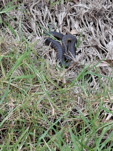 Western Tiger Snake sighting
